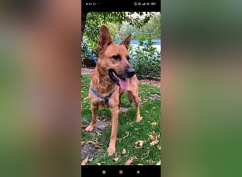 Schäferhund Mischling Roni sucht sein Zuhause ❤️
