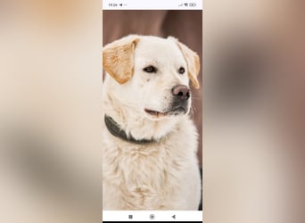 Willy reinrassiger Labrador sucht sein Für -immer -Zuhause