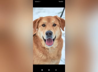 Labrador Mischling Richard - sucht sein Für -immer -Zuhause ❤️❤️❤️