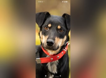 Nora - liebevolle,ruhige Hündin sucht ihr Für -immer -Zuhause ❤️❤️❤️