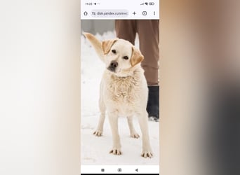 Willy reinrassiger Labrador sucht sein Für -immer -Zuhause