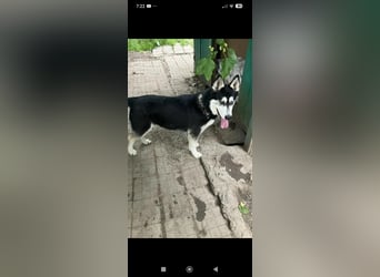Nayda Husky Mischling sucht ihr Für -immer -Zuhause ❤️❤️❤️