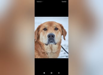 Labrador Mischling Richard - sucht sein Für -immer -Zuhause ❤️❤️❤️