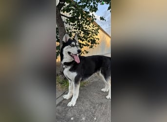 Nayda Husky Mischling sucht ihr Für -immer -Zuhause ❤️❤️❤️