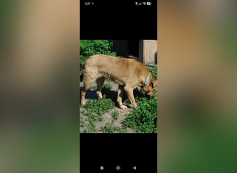 Ray  - Labrador Mischling sucht sein Für -immer -Zuhause.