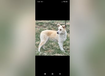 Emma sucht ihr Für -immer -Zuhause ❤️❤️❤️