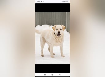 Willy reinrassiger Labrador sucht sein Für -immer -Zuhause