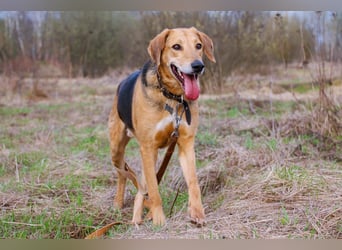 Baddy- Laufhund - sucht ein für immer Zuhause
