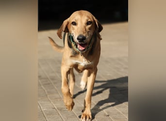 Baddy- Laufhund - sucht ein für immer Zuhause