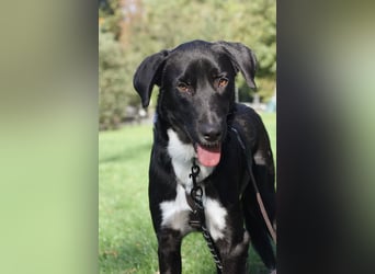 Mogli - ein sanfter Träumer