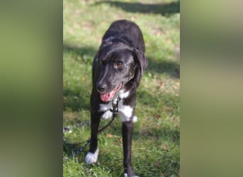 Mogli - ein sanfter Träumer