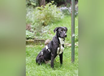 Mogli - ein sanfter Träumer