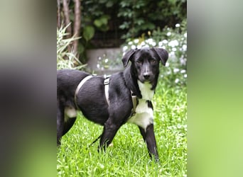 Mogli - ein sanfter Träumer