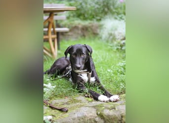 Mogli - ein sanfter Träumer