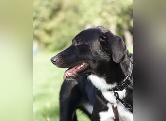 Mogli - ein sanfter Träumer