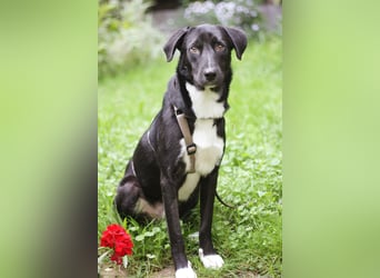 Mogli - ein sanfter Träumer