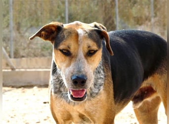 Hano, ein sehr freundlicher Schäfi-Mix sucht seine Familie
