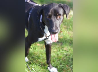 Mogli - ein sanfter Träumer