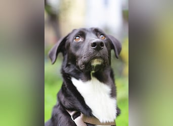 Mogli - ein sanfter Träumer