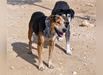 Hano, ein sehr freundlicher Schäfi-Mix sucht seine Familie