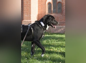 Mogli - ein sanfter Träumer