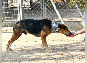 Hano, ein sehr freundlicher Schäfi-Mix sucht seine Familie