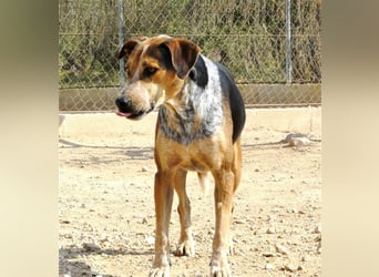 Hano, ein sehr freundlicher Schäfi-Mix sucht seine Familie