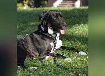 Mogli - ein sanfter Träumer