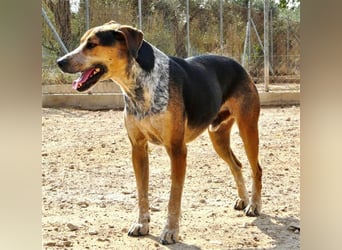 Hano, ein sehr freundlicher Schäfi-Mix sucht seine Familie