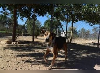 Hano, ein sehr freundlicher Schäfi-Mix sucht seine Familie