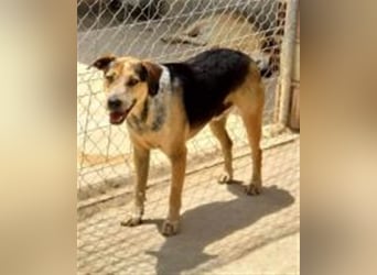 Hano, ein sehr freundlicher Schäfi-Mix sucht seine Familie