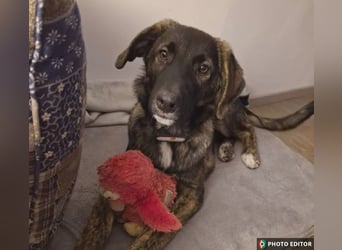 Smarty, kleiner Wirbelwind mit großem Herz, PS in 31863 Coppenbrügge