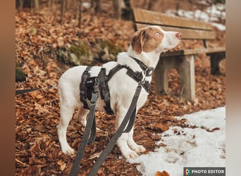 Taykan, liebenswerter Sonnenschein sucht seine Familie, PS in 94078 Freyung
