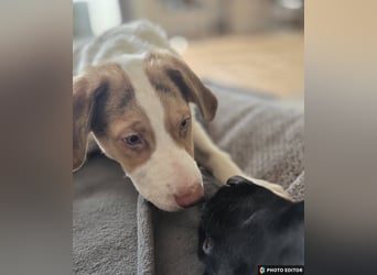 Taykan, liebenswerter Sonnenschein sucht seine Familie, PS in 94078 Freyung