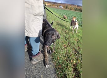 Smarty, kleiner Wirbelwind mit großem Herz, PS in 31863 Coppenbrügge