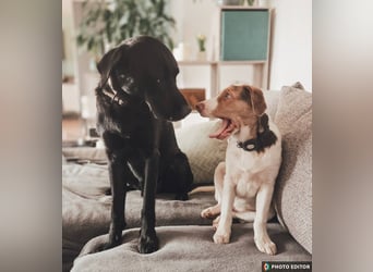 Taykan, liebenswerter Sonnenschein sucht seine Familie, PS in 94078 Freyung