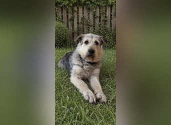 Rex sucht seine Für-immer-Familie