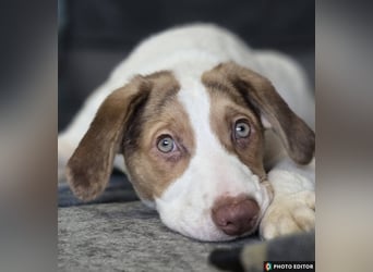 Taykan, liebenswerter Sonnenschein sucht seine Familie, PS in 94078 Freyung