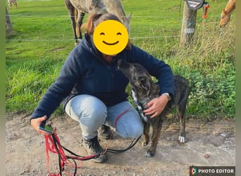 Smarty, kleiner Wirbelwind mit großem Herz, PS in 31863 Coppenbrügge