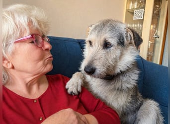 Rex sucht seine Für-immer-Familie