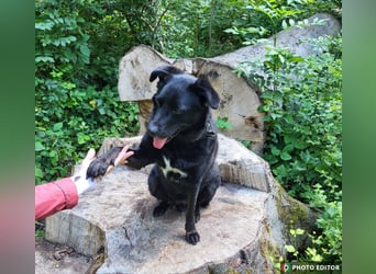 Bobby hat seinen Besitzer verloren und sucht ein neue Familie