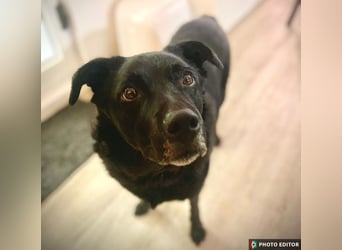 Bobby hat seinen Besitzer verloren und sucht ein neue Familie