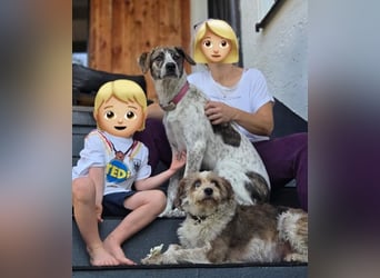 Viorica - sanfte Junghündin sucht ihre Menschen