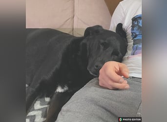 Bobby hat seinen Besitzer verloren und sucht ein neue Familie