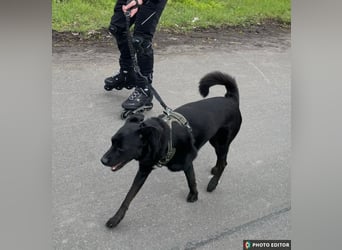 Bobby hat seinen Besitzer verloren und sucht ein neue Familie