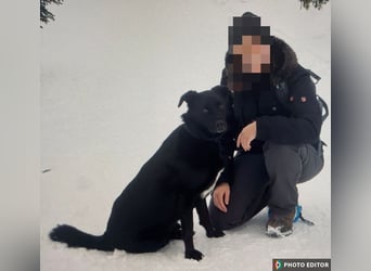 Bobby hat seinen Besitzer verloren und sucht ein neue Familie