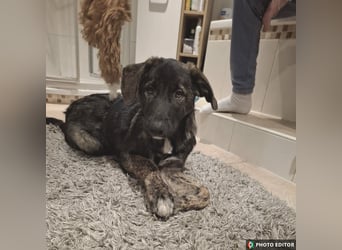 Smarty, kleiner Wirbelwind mit großem Herz, PS in 31863 Coppenbrügge