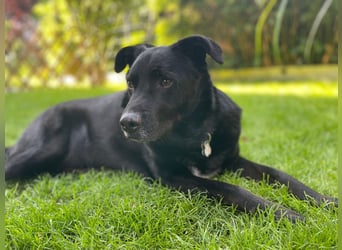 Bobby hat seinen Besitzer verloren und sucht ein neue Familie