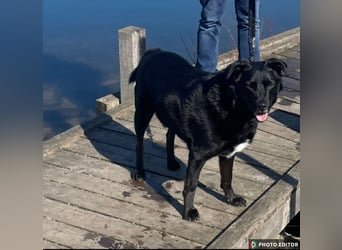 Bobby hat seinen Besitzer verloren und sucht ein neue Familie