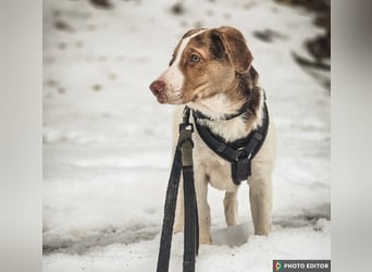 Taykan, liebenswerter Sonnenschein sucht seine Familie, PS in 94078 Freyung